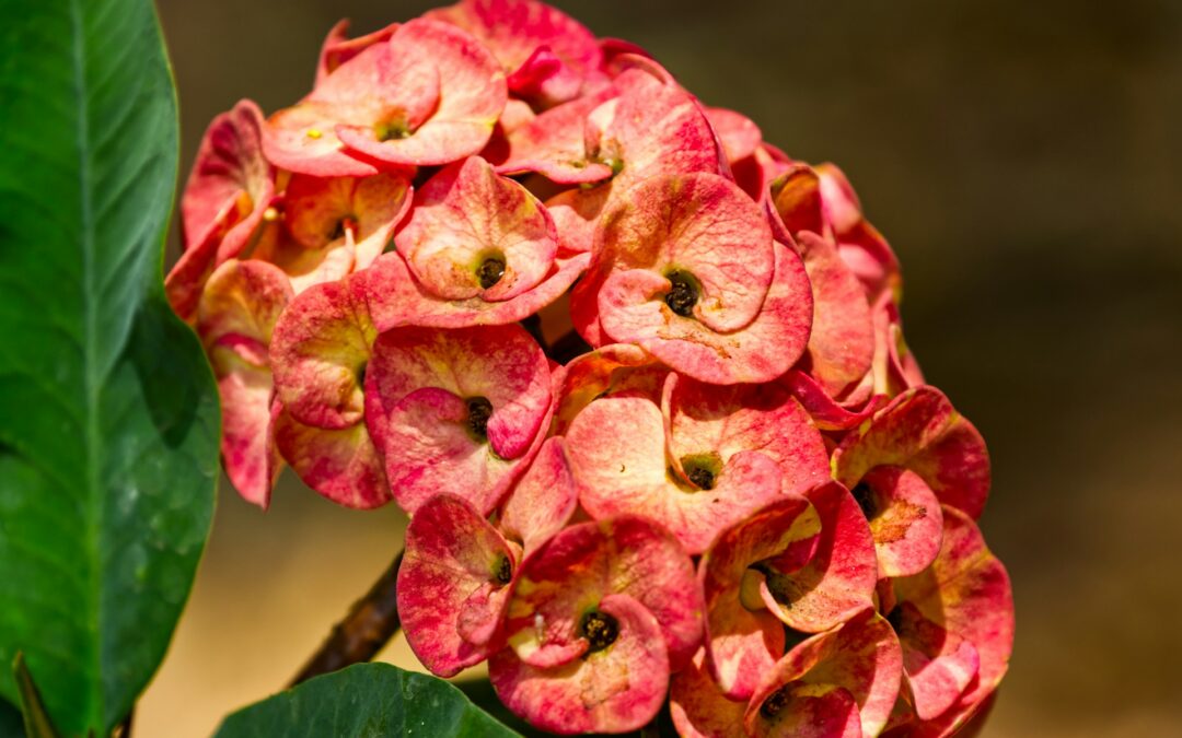 Ardcroney Flower Delivery: Brighten Any Occasion with Stunning Blooms & Local Charm