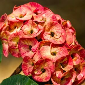Euphorbia Milii (Crown of Thorns)
