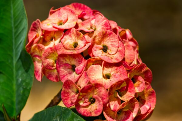 Euphorbia Milii (Crown of Thorns)