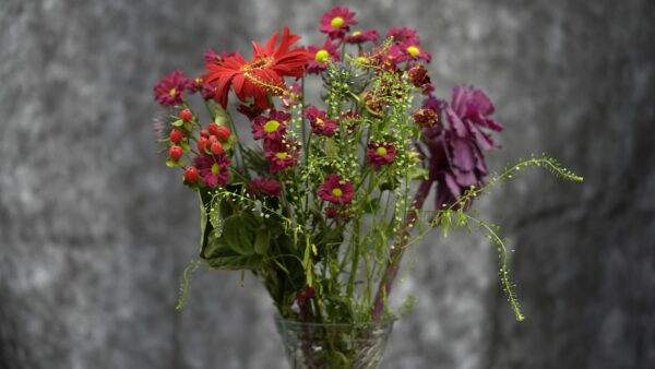 Cosmos (orange/red) and Dahlias (purple)