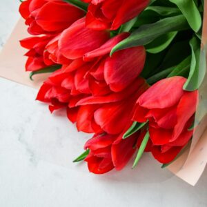 Red Tulips