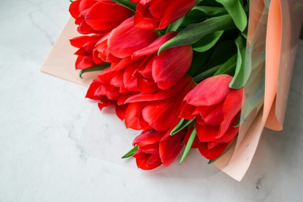 Red Tulips