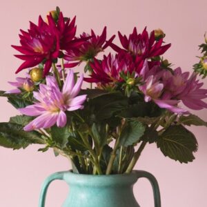 Chrysanthemums (purple daisy type)