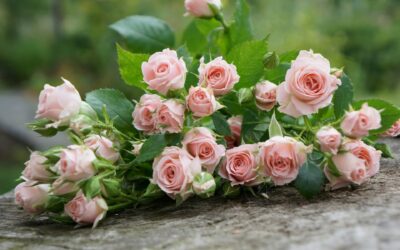 Ballylanders Flower Delivery: Brighten Any Occasion with Fresh Blooms