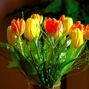 Tulips (yellow with red edges)