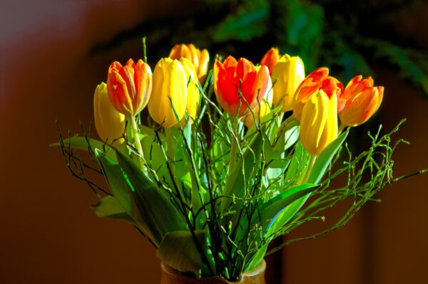 Tulips (yellow with red edges)