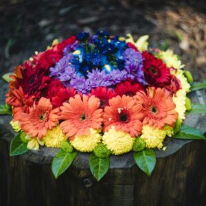 Gerbera Daisies (multicolored)
