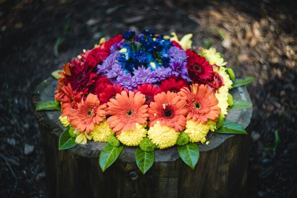 Gerbera Daisies (multicolored)