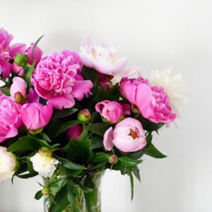 Lisianthus (Eustoma)