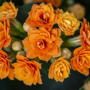 Orange Spray Roses