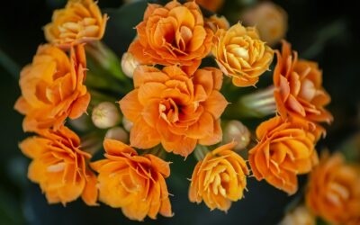 Bridebridges Blooming Beauty: Your Ultimate Guide to Exquisite Flower Delivery