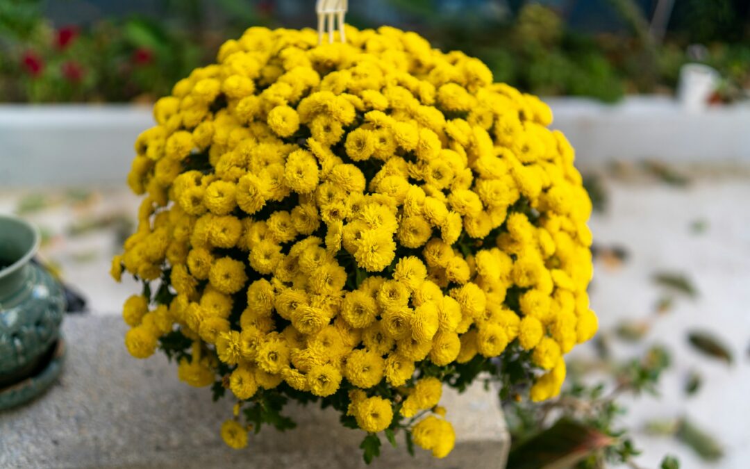 Send Blooms to Arigna: Your Ultimate Guide to Fresh Flower Delivery in County Roscommon