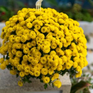Yellow Chrysanthemums (pompoms)