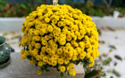 Send Blooms to Arigna: Your Ultimate Guide to Fresh Flower Delivery in County Roscommon