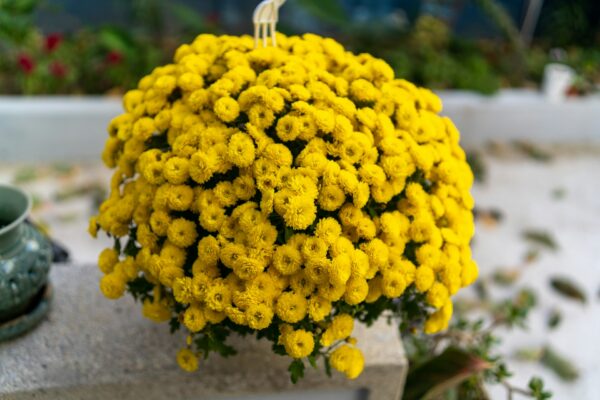 Yellow Chrysanthemums (pompoms)