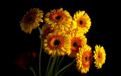 Expert Flower Delivery in Aughrim, Wicklow: Stunning Bouquets & Same-Day Service