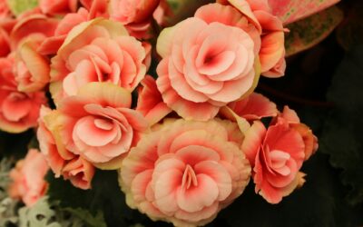 Ballinspittle Flower Delivery: The Freshest Blooms & Most Thoughtful Bouquets for Every Occasion