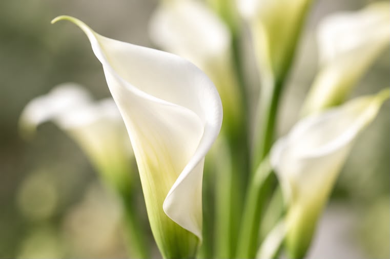 Extra White Arum Calla Lilies - Image 2